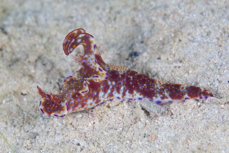 テヌウニシキウミウシ