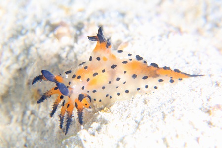 フジタウミウシ属の一種