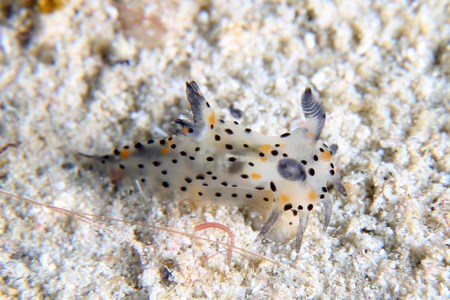 フジタウミウシ属の一種