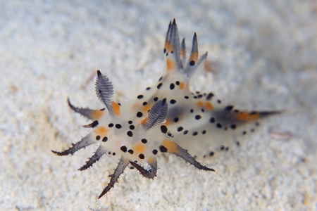 フジタウミウシ属の一種