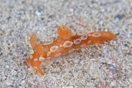 ニシキリュウグウウミウシ属の一種