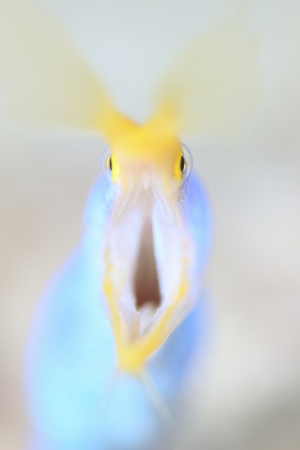 ハナヒゲウツボ