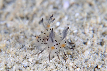 フジタウミウシ属の一種