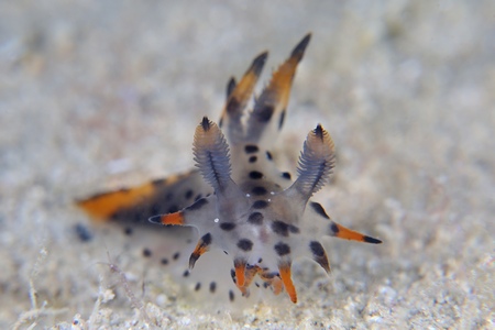 フジタウミウシ属の一種