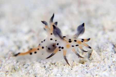 フジタウミウシ属の一種