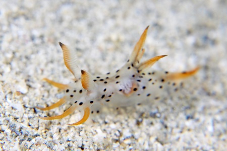 フジタウミウシ属の一種