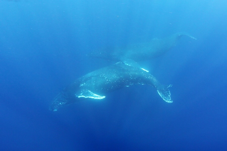 ザトウクジラ