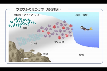 ウミウシ勉強会