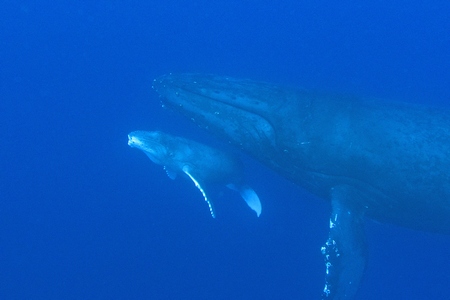ザトウクジラ