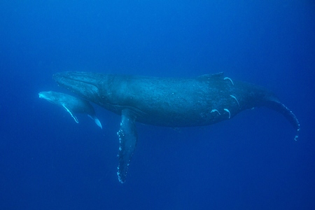 ザトウクジラ
