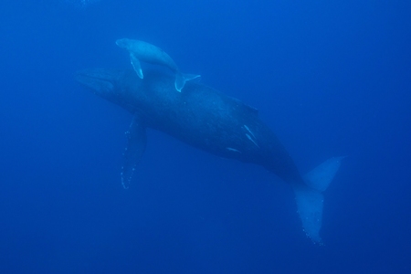 ザトウクジラ