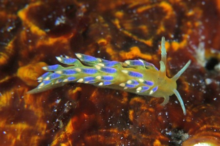 フジエラミノウミウシ