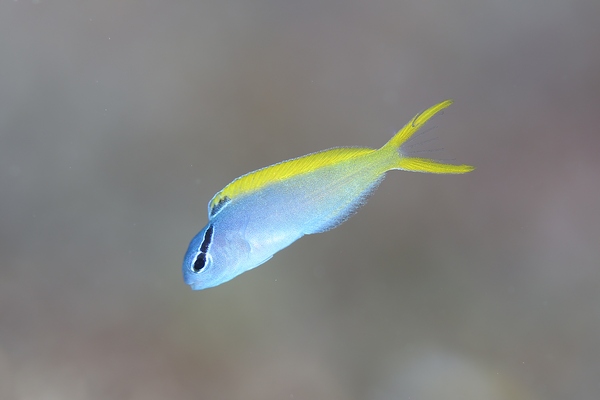 オウゴンニジギンポ