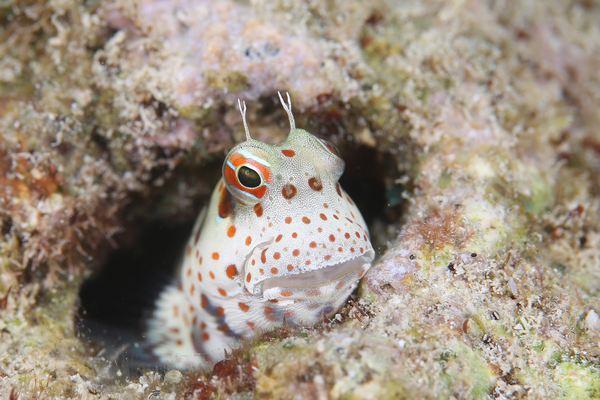 モンツキカエルウオ