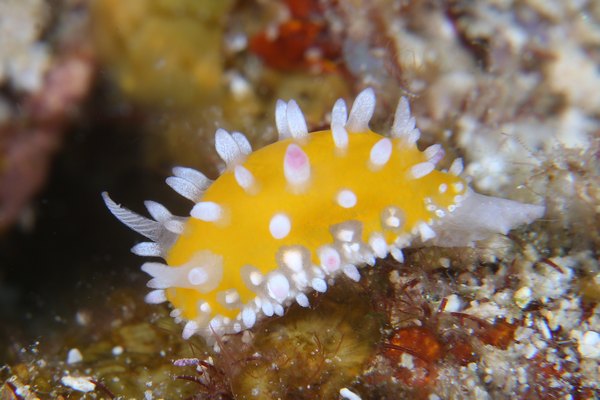 ニセイガグリウミウシ