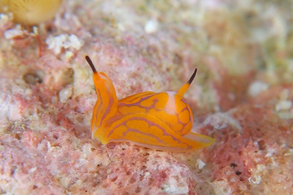 キマダラウミコチョウ