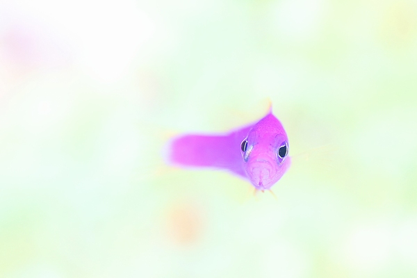 クレナイニセスズメ