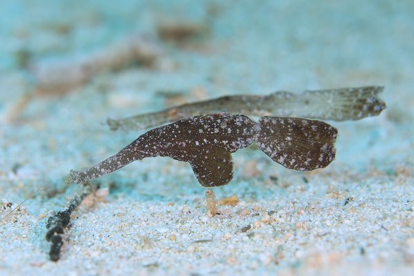 カミソリウオ