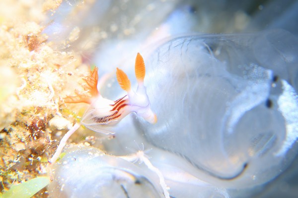 クロスジリュウグウウミウシ