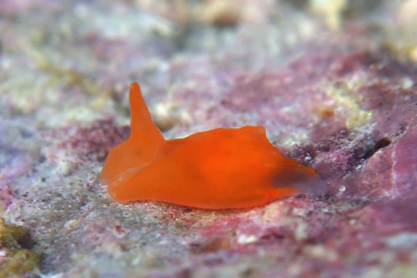 ウミコチョウ科の一種