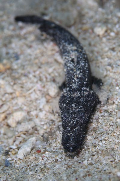 エンマゴチの幼魚
