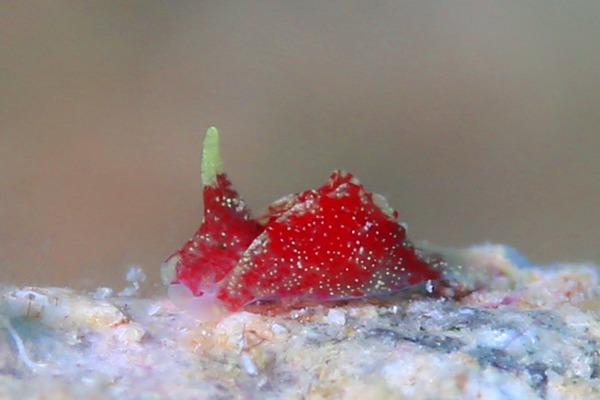 ウミコチョウ科の一種