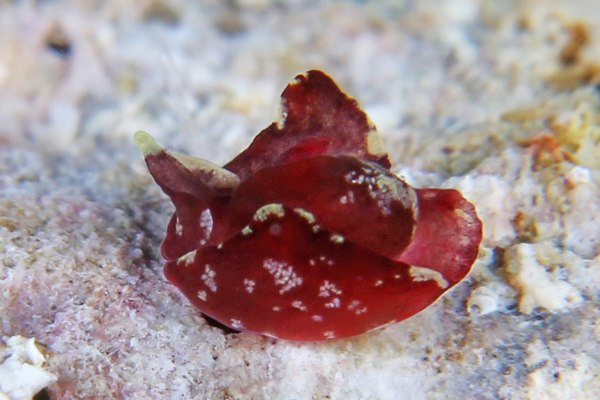 ムラサキウミコチョウ属の一種