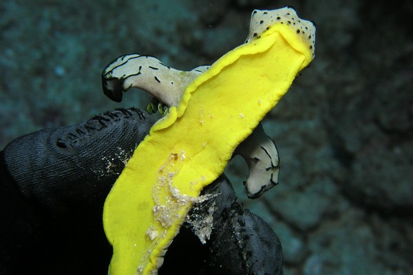 タチアオイウミウシ