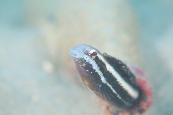 ニジギンポ