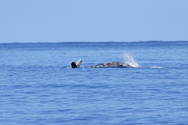 ザトウクジラ