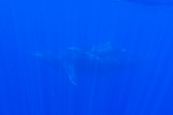 ザトウクジラ