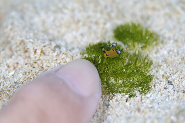 ウデフリツノザヤウミウシ