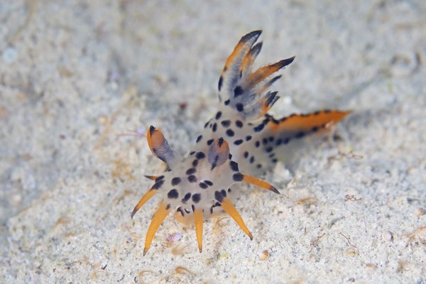 フジタウミウシ属の一種