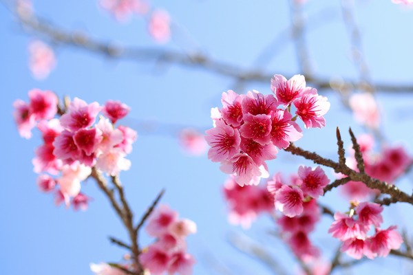 桜