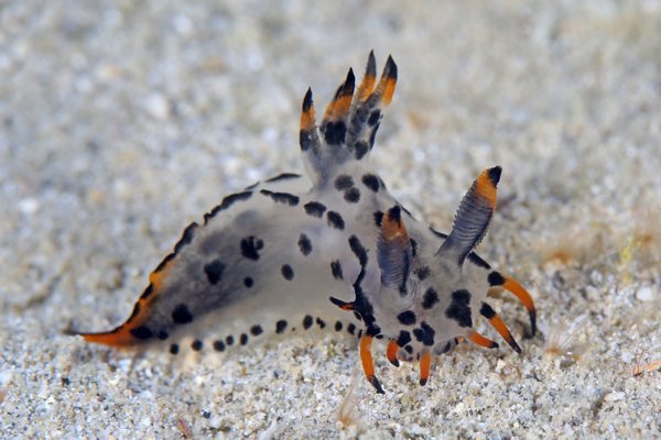 フジタウミウシ属の一種