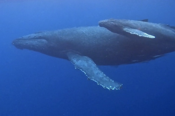 ザトウクジラ