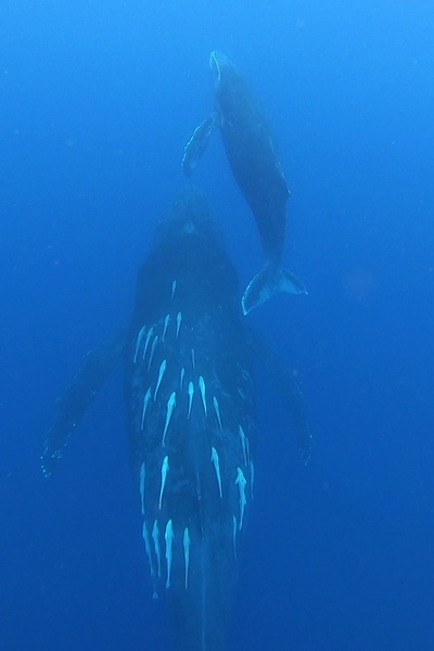 ザトウクジラ