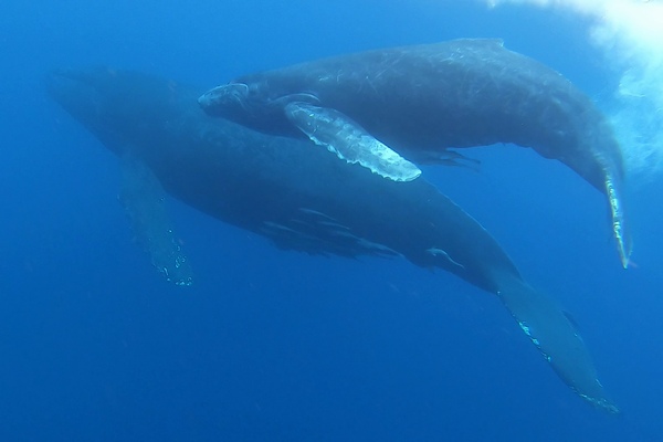 ザトウクジラ