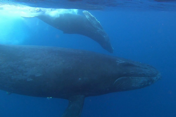 ザトウクジラ