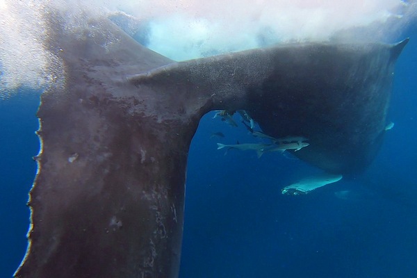 ザトウクジラ