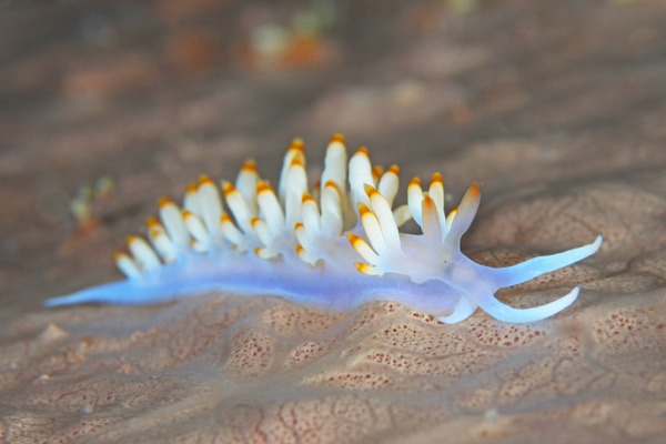 サキシマミノウミウシ