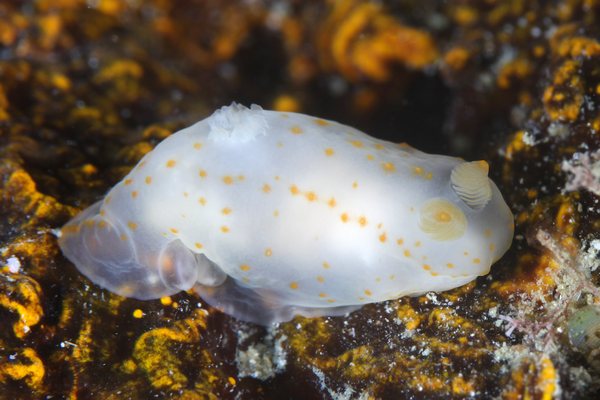 キヌハダウミウシ属の一種