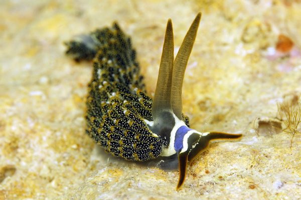 シロタエミノウミウシ属の一種