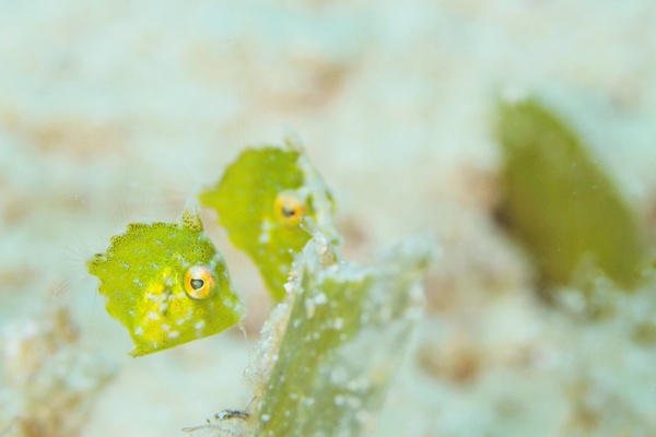 セダカカワハギ