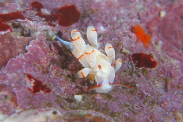 フジエラミノウミウシ属の一種