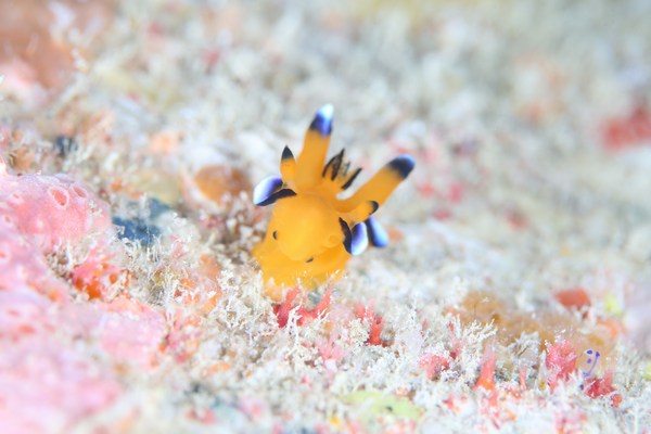 ウデフリツノザヤウミウシ