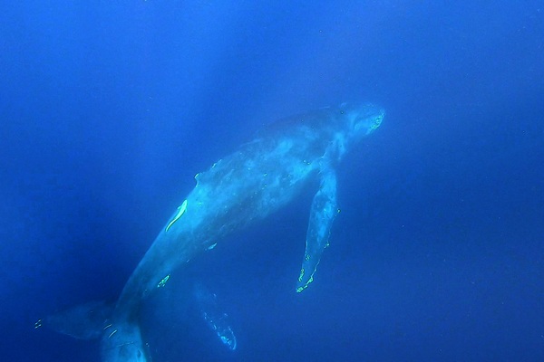 ザトウクジラ