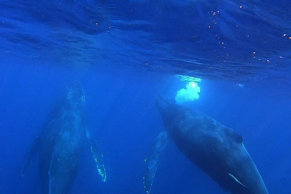 ザトウクジラ