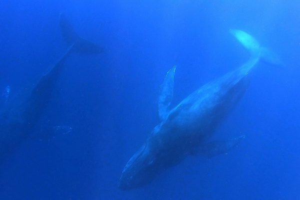 ザトウクジラ