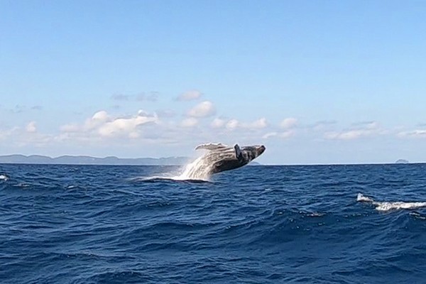 ザトウクジラ